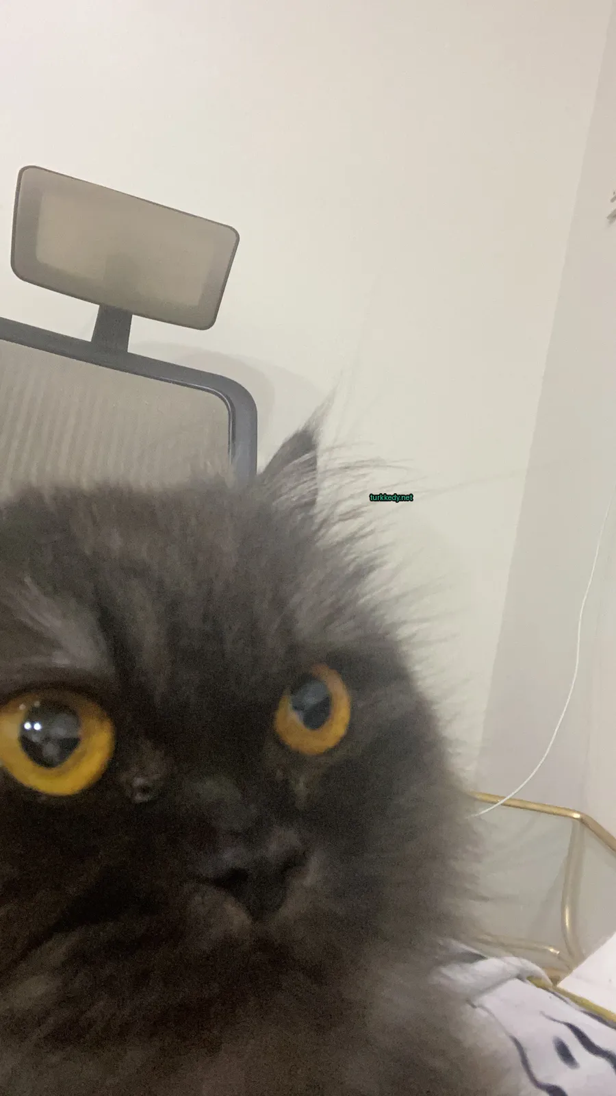 Siyah bir kedi, beyaz burunlu ve sarı gözlerle bir masada oturuyor.