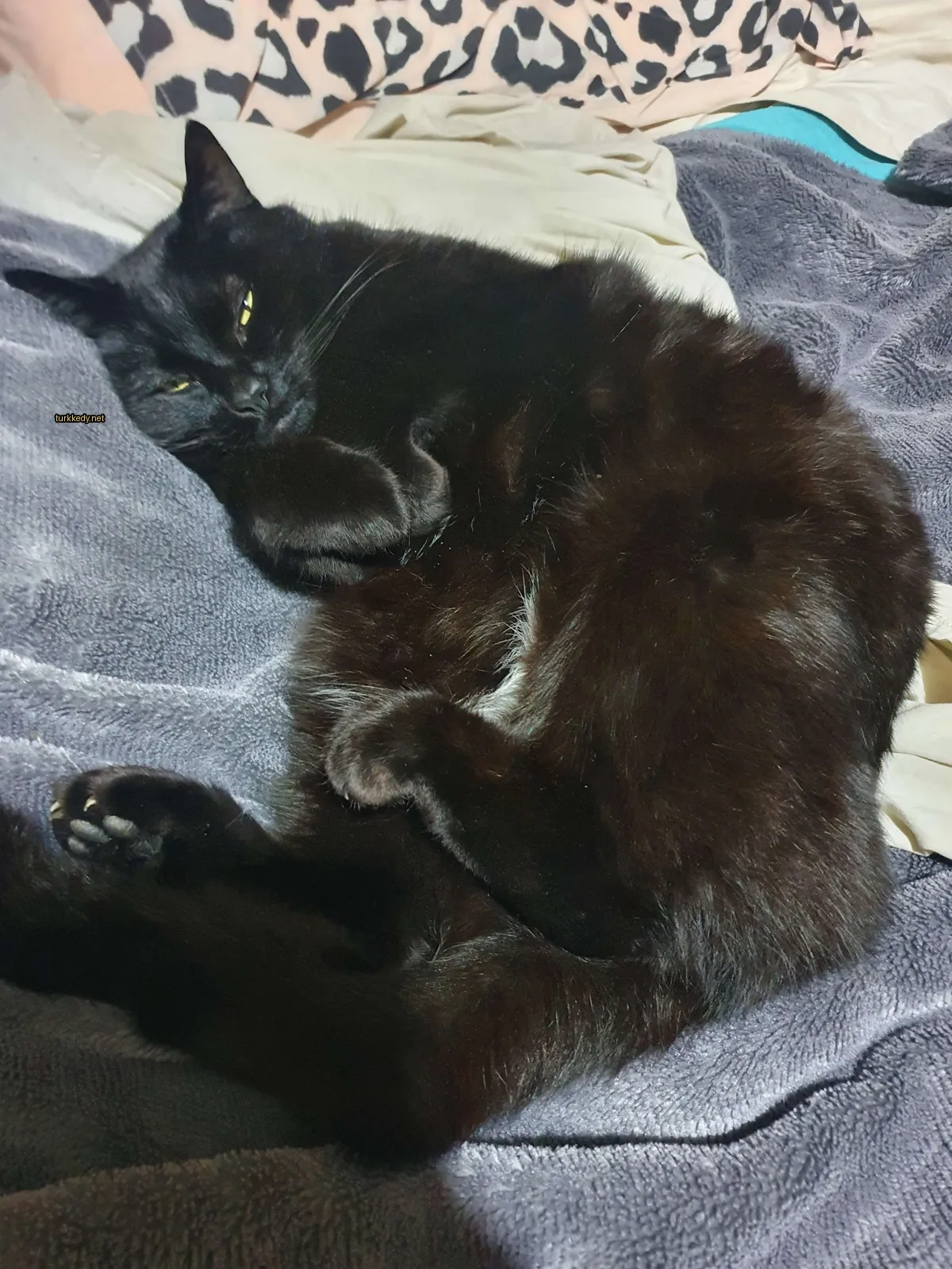 Siyah bir kedi yatakta yatıyor.