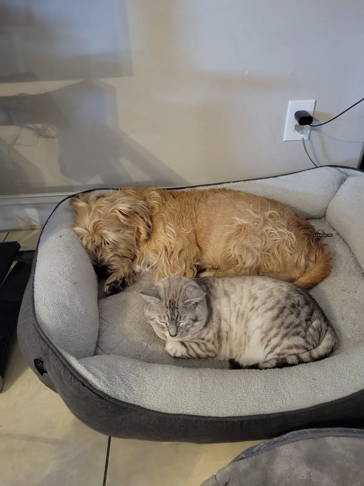 Bir gri ve beyaz kedi köpek yatağında uyuyor.