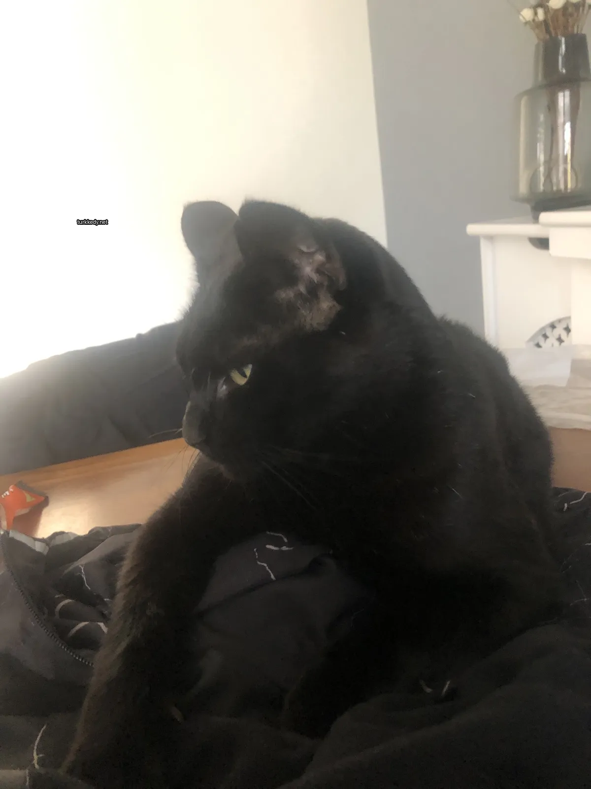 Bir siyah kedi masa üzerinde oturuyor.