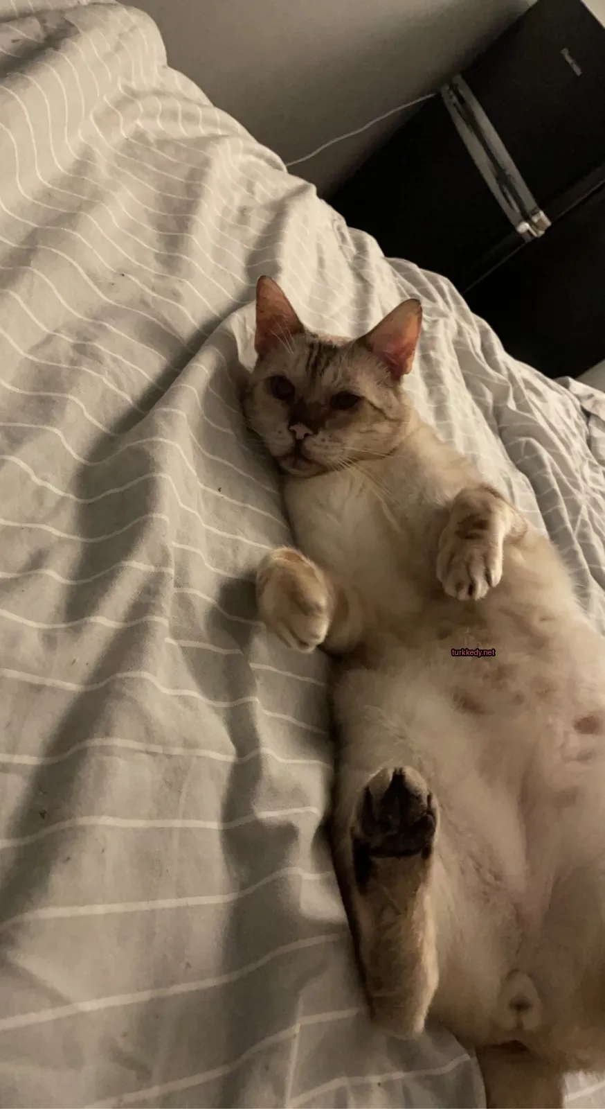 Beyaz bir kedi kahverengi lekeler bulunan bir yatakta yatıyor.