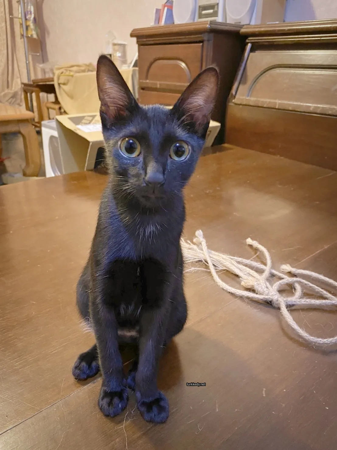 Siyah bir kedi beyaz göğüsleri olan bir masa üzerinde oturuyor.