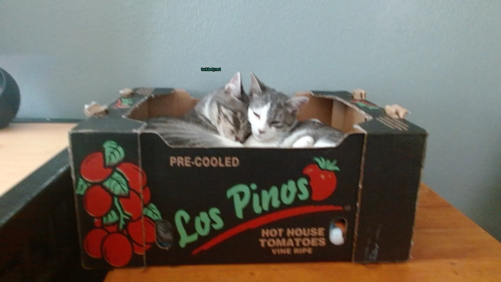 İki kedi boxta yan yana sarılı.