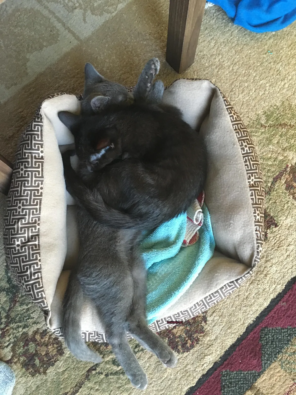 Gri bir kedi, mavi bir battaniye ve kahverengi ve beyaz bir halı üzerinde bir yatakta yatıyor.