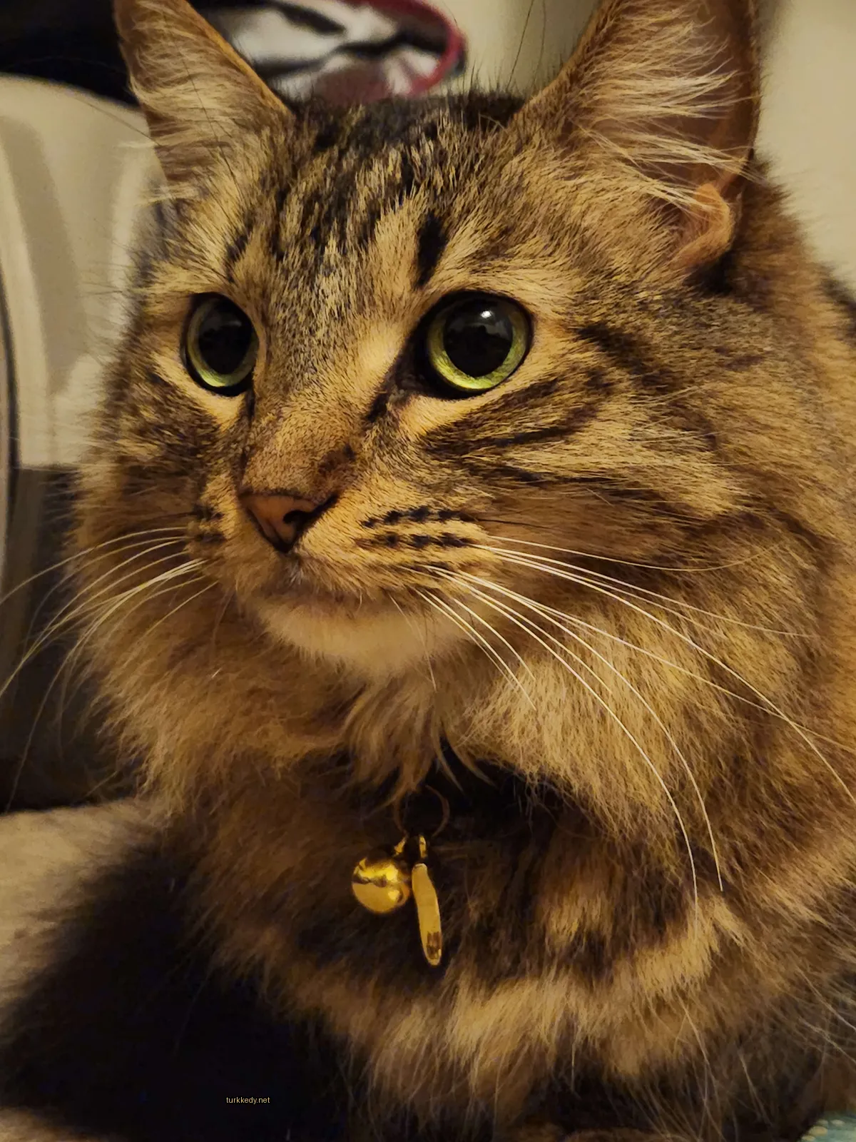 Koyu ve beyaz bir kedi, yeşil gözleri olan bir masada oturuyor.