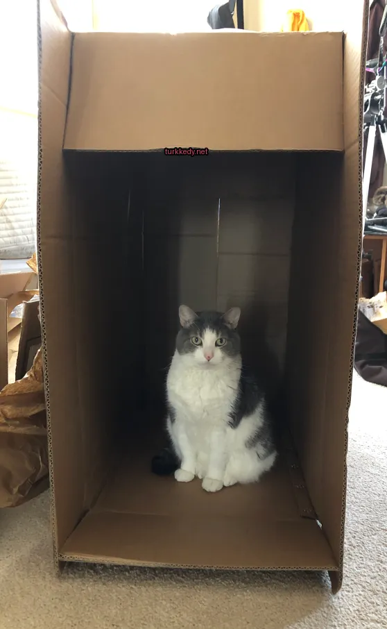 Siyah ve beyaz bir kedi bir karton kutuda oturuyor.