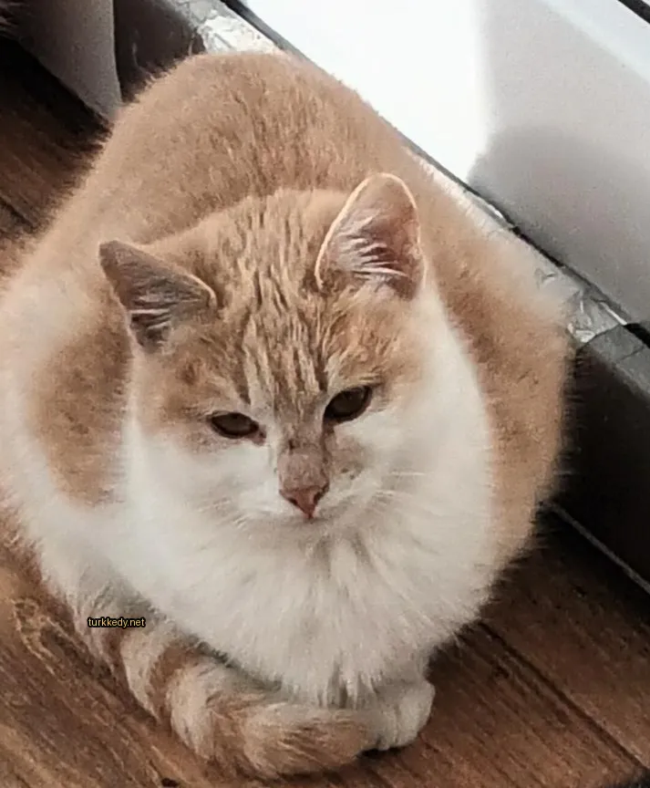 Kahverengi ve beyaz bir kedi ahşap zeminde oturuyor.