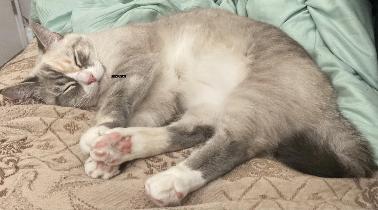 Gri ve beyaz bir kedi yatakta yatıyor.