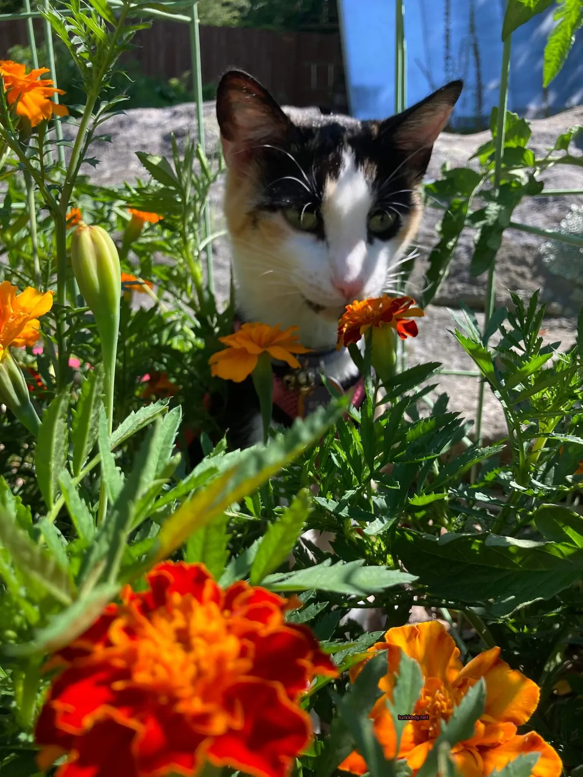 Beyaz bir kedi, pembe bir kemer takılmış, bir çiçek bahçesinde duruyor.