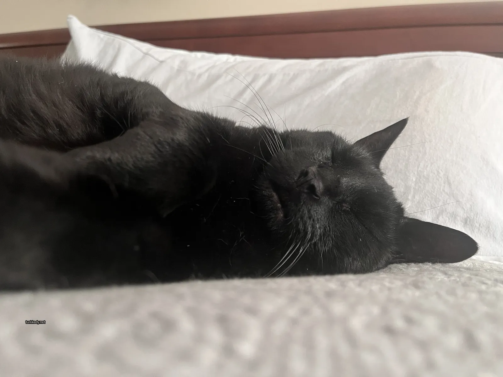 Siyah bir kedi beyaz bir yatakta yatıyor.