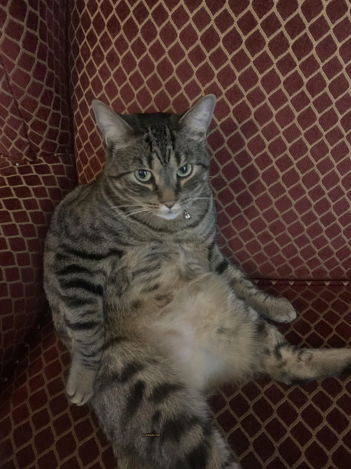 Bir kedi bir yastıkta oturuyor.