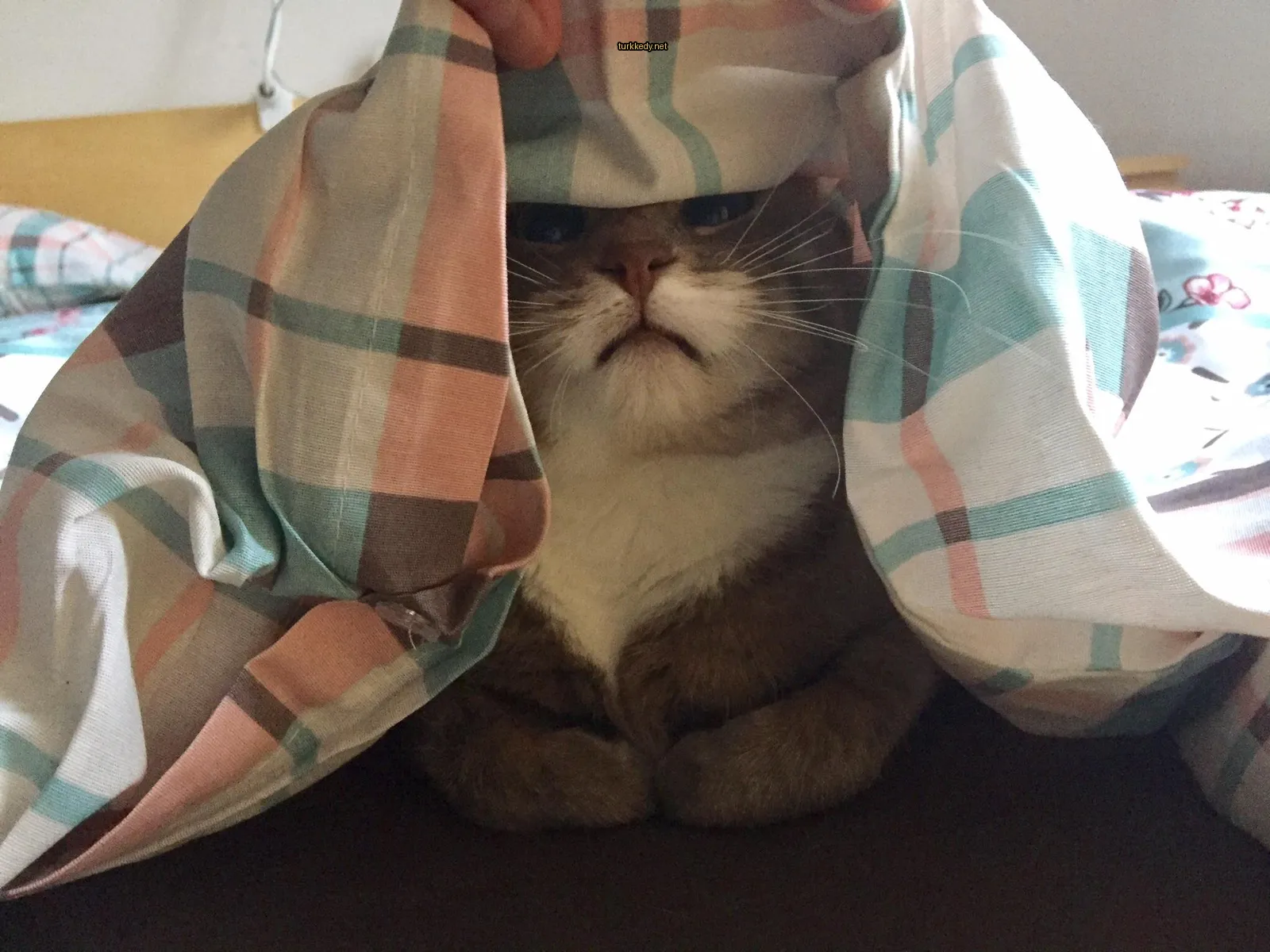 Kara ve beyaz bir kedi bir battaniyenin altında oturuyor.