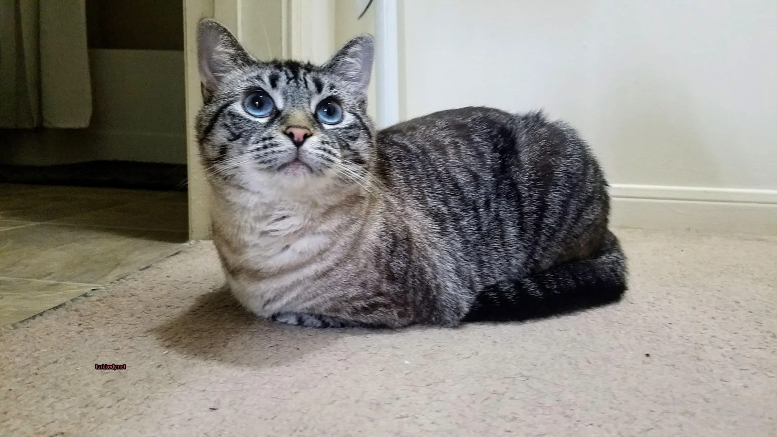 Gri ve beyaz bir kedi bir halı üzerinde oturuyor.