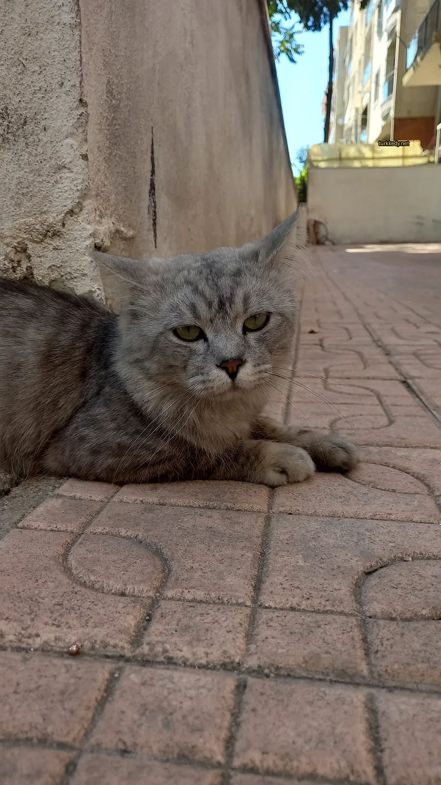 Gri ve beyaz bir kedi bir tuğla yolunda yatıyor.