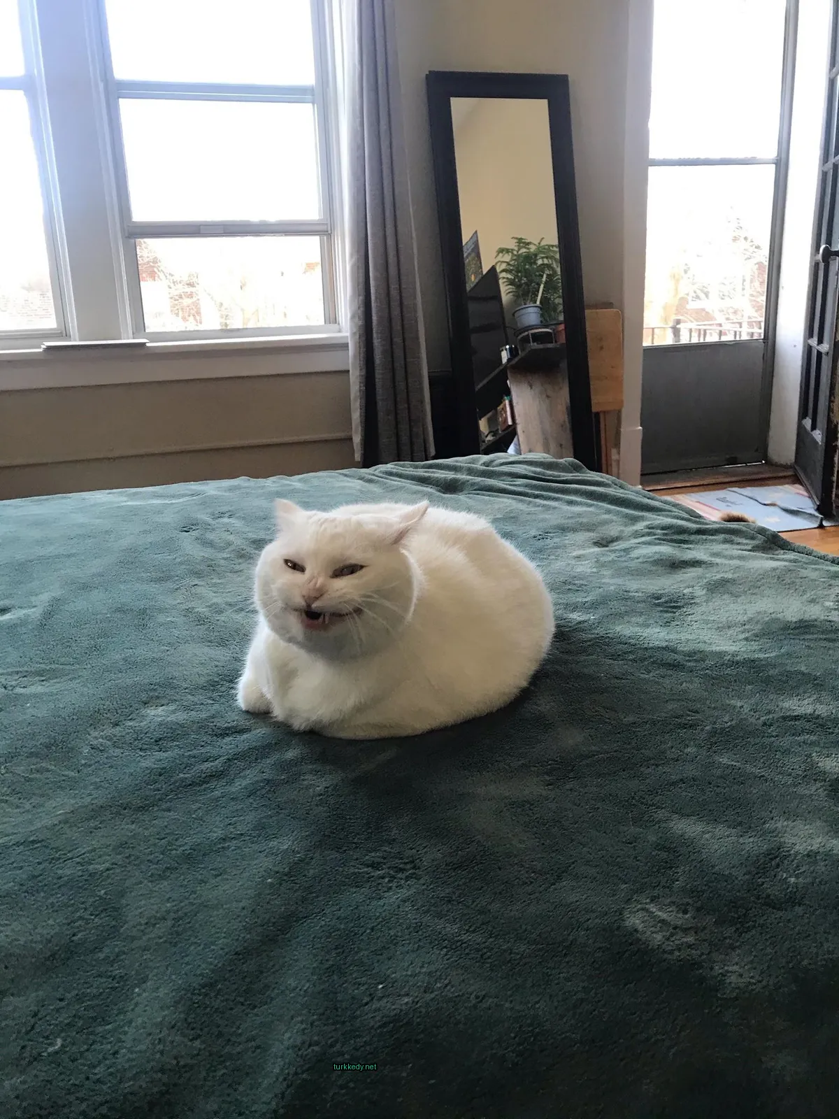 Beyaz bir kedi, siyah burunlu, bir yatakta yatıyor.