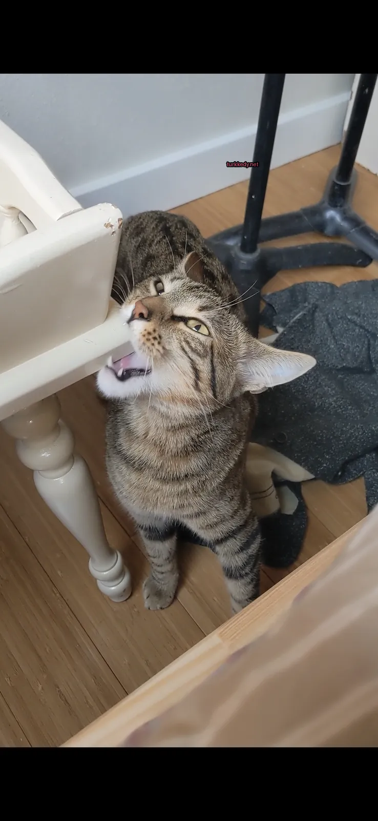 Kara ve beyaz şeritli bir kedi, beyaz yüz ve ayakları olan bir ahşap zeminde yüksek bir sandalyeden yiyecek yerken duruyor.