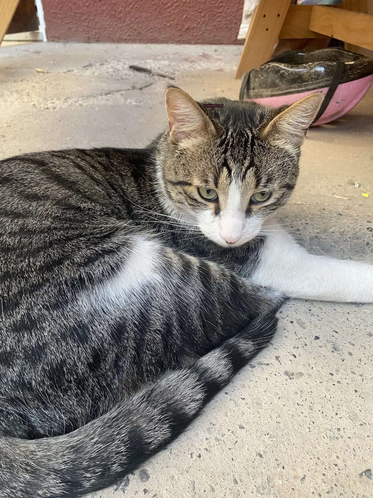 Gri ve beyaz bir kedi zemine yatıyor.
