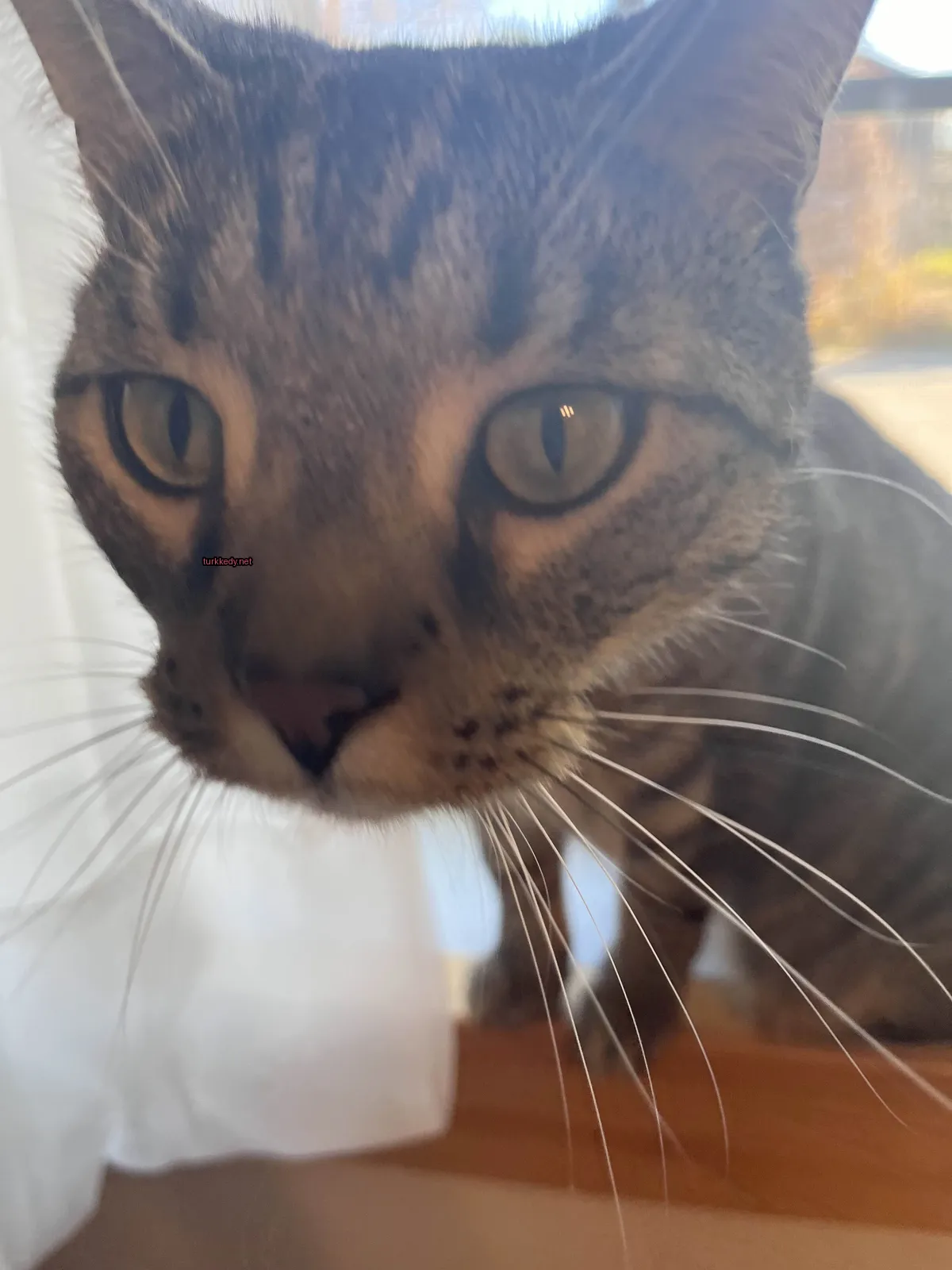 Gri ve beyaz bir kedi, bir masa üzerinde oturuyor.