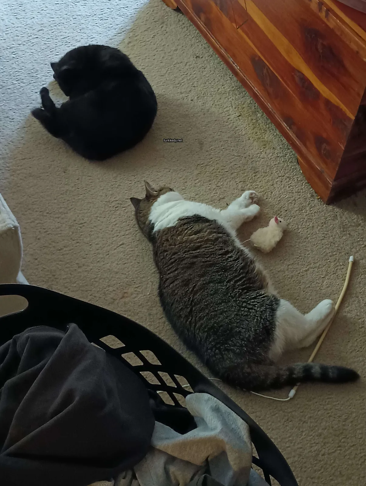 Siyah ve beyaz bir kedi zemine yatıyor.