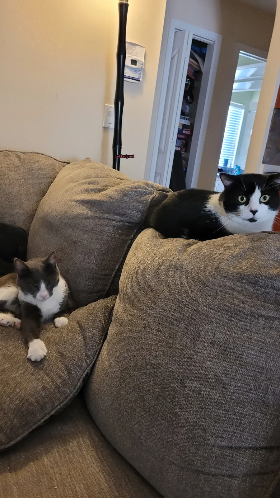 Beyaz ve siyah bir kedi iki diğer kediyle birlikte bir sofa üzerinde oturuyor.