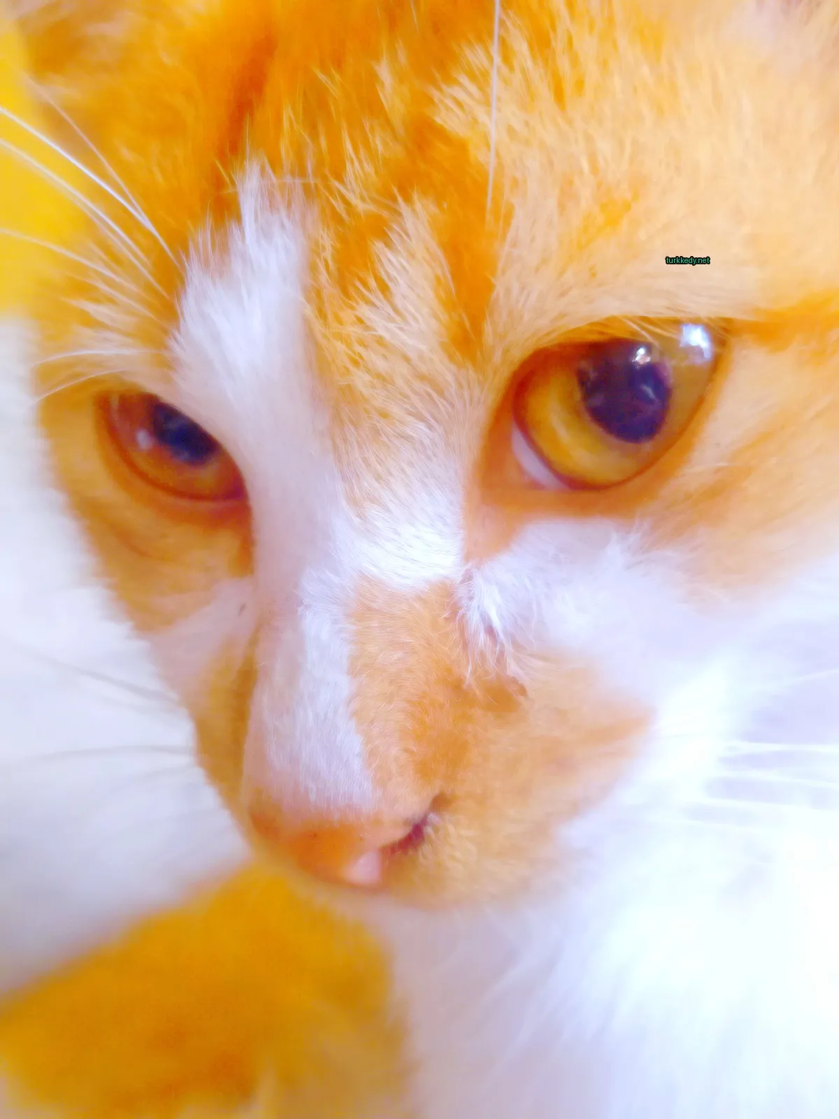 Beyaz ve turuncu bir kedi, beyaz burun ve pembe gözleri var.