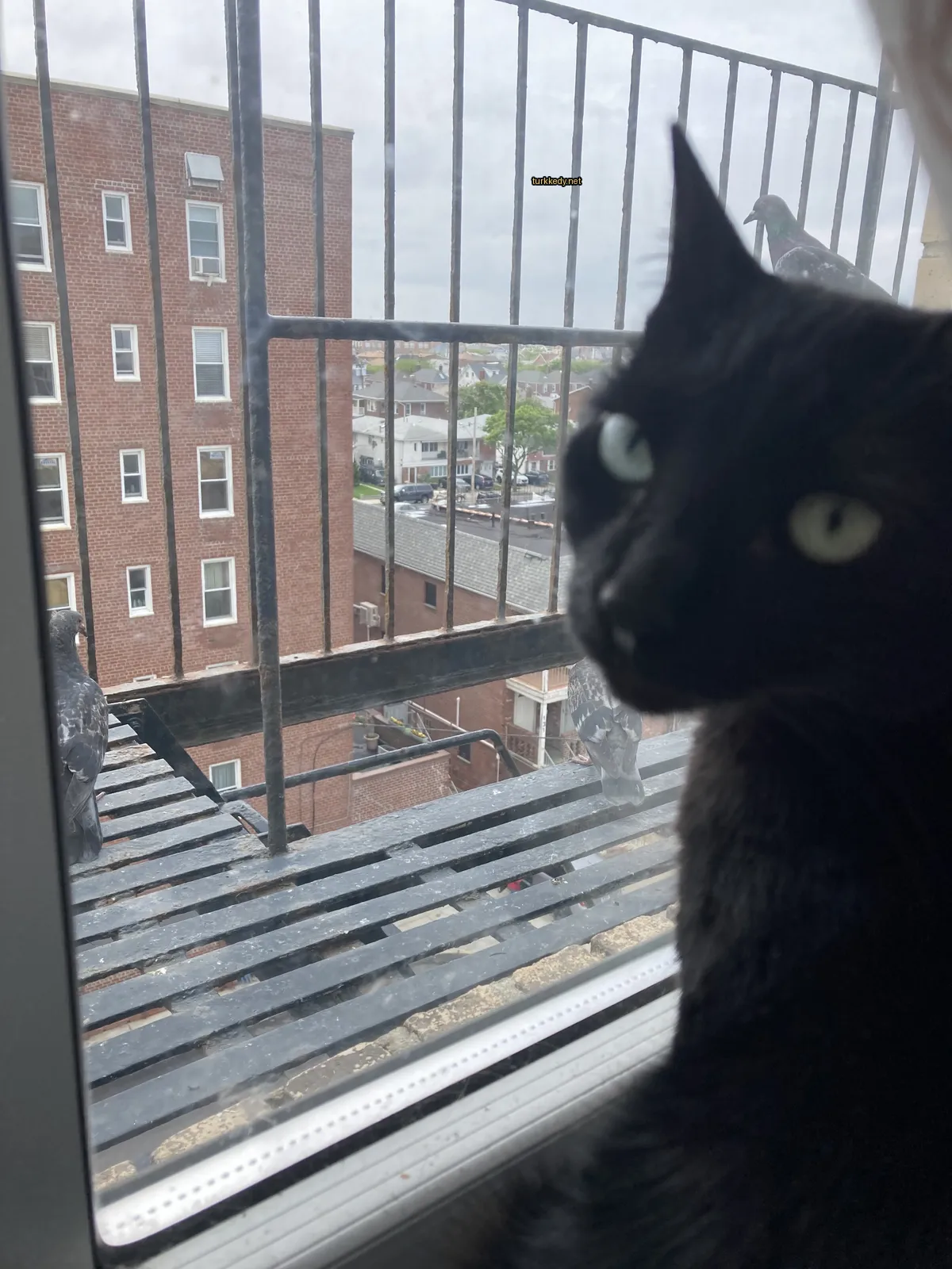 Kapıdan dışarı bakan bir siyah kedi.
