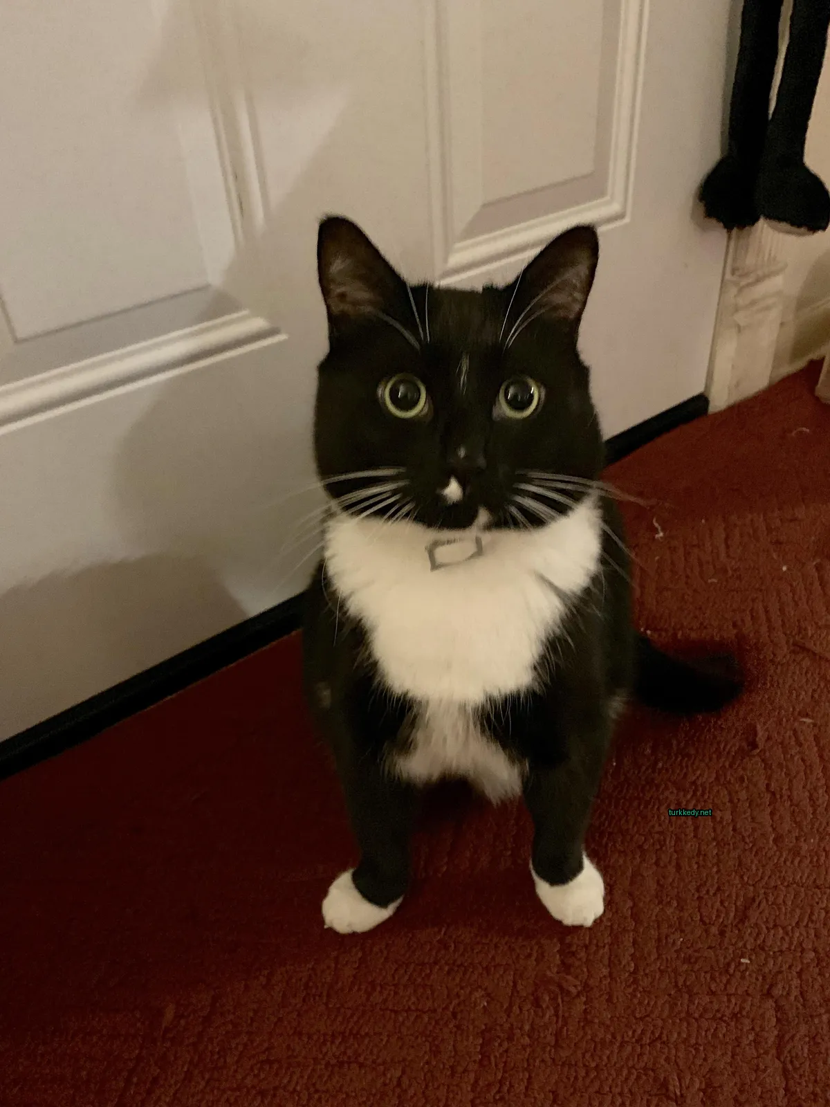 Siyah beyaz bir kedi kırmızı bir karete ayak basıyor.