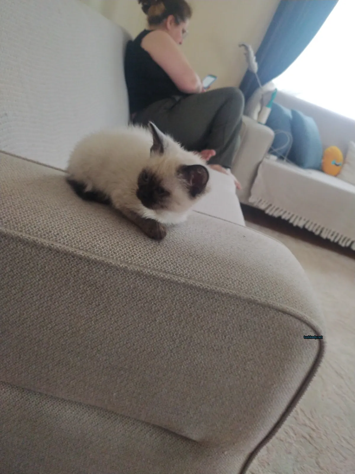 Siyah ve beyaz bir kedi bir sofa üzerinde oturuyor.