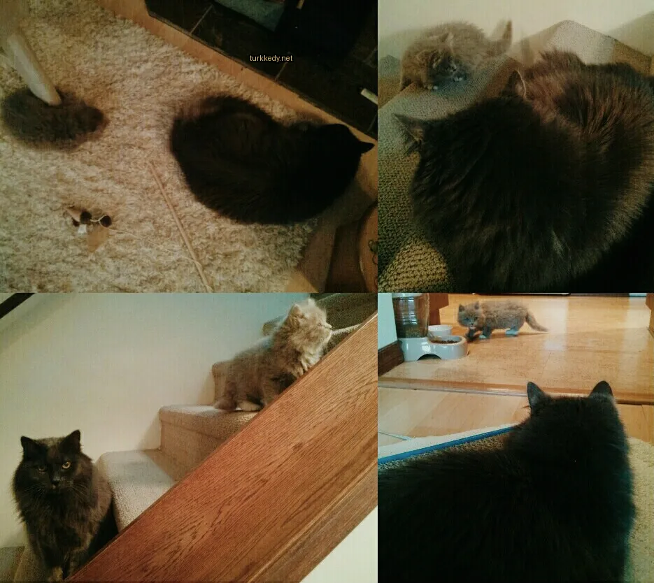 Siyah bir kedi merdivenlerde oturuyor.