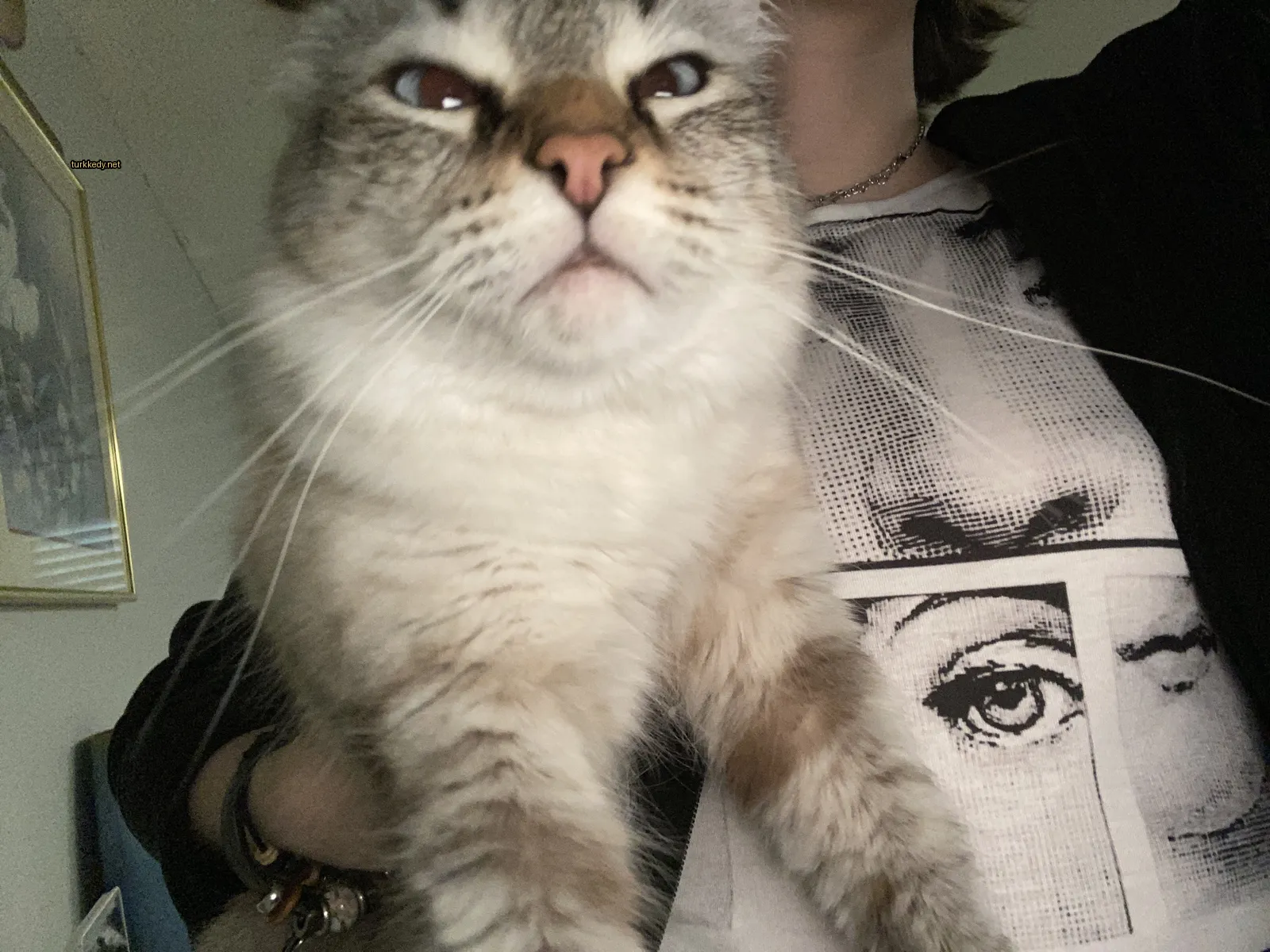 Beyaz ve gri bir kedi, siyah burun ve tırnaklarıyla bir kişinin omzunda oturuyor.