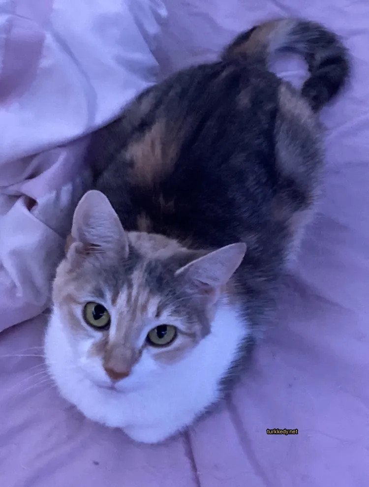 Koyu ve beyaz bir kedi yatakta yatıyor.