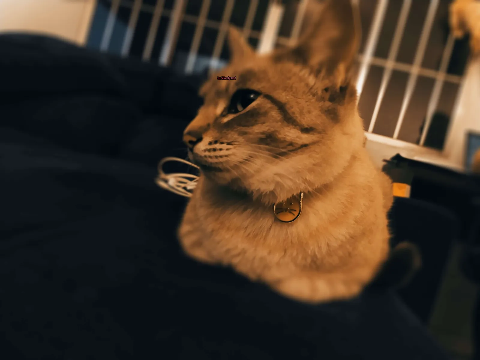 Sarı etiketli bir kedi siyah bir sofa üzerinde oturuyor.