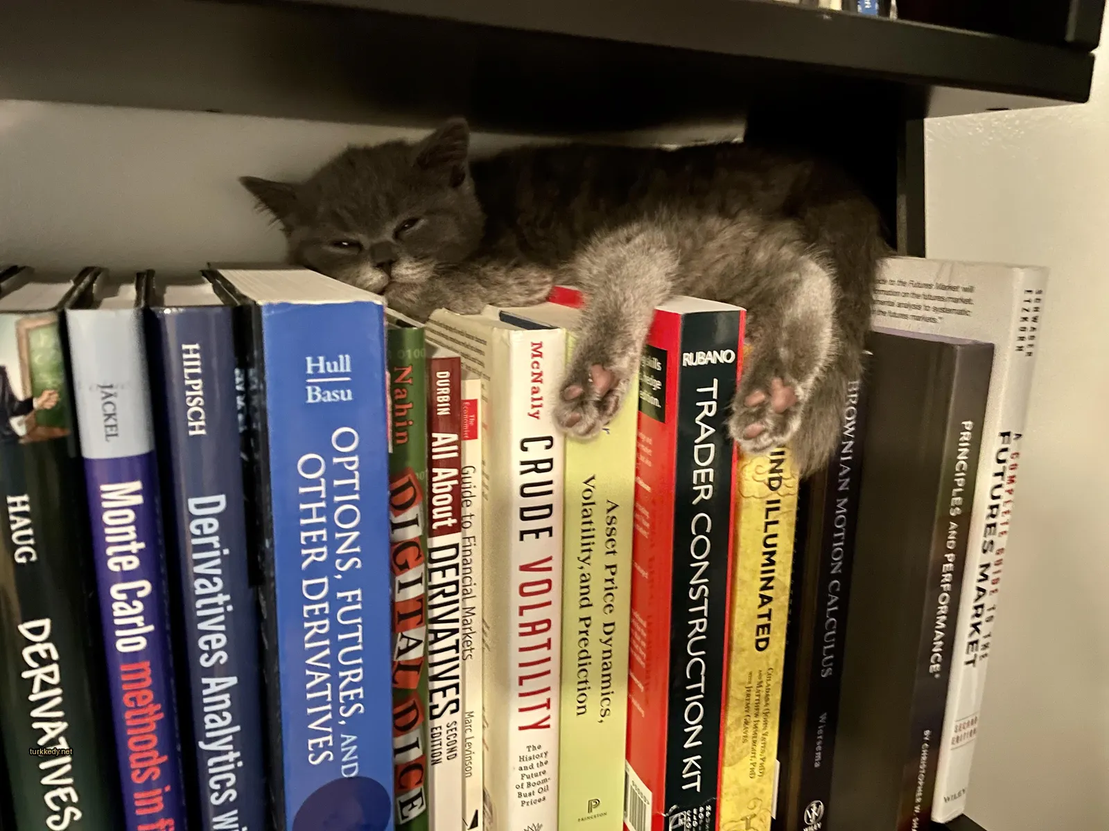 Gri bir kedi kitaplıkta "Options and Other Derivatives" adlı bir kitabın yanındadır.