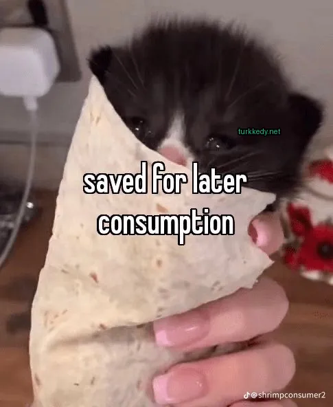Siyah ve beyaz bir kedi bir burrito içinde sarılmış.