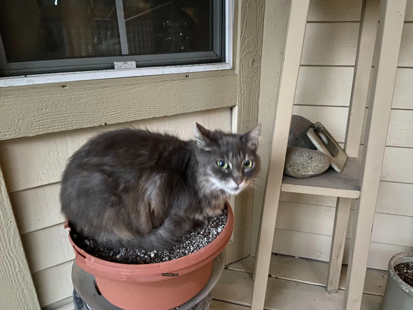 Gri ve beyaz bir kedi bir çiçek kasesinde oturuyor.