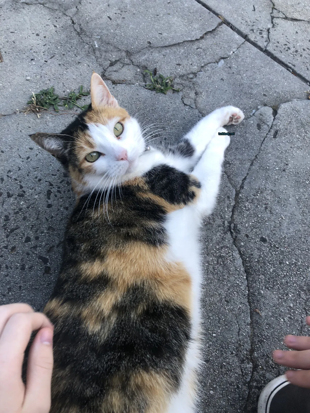 Kara ve turuncu desenli bir kedi zemine uzanmıştır.