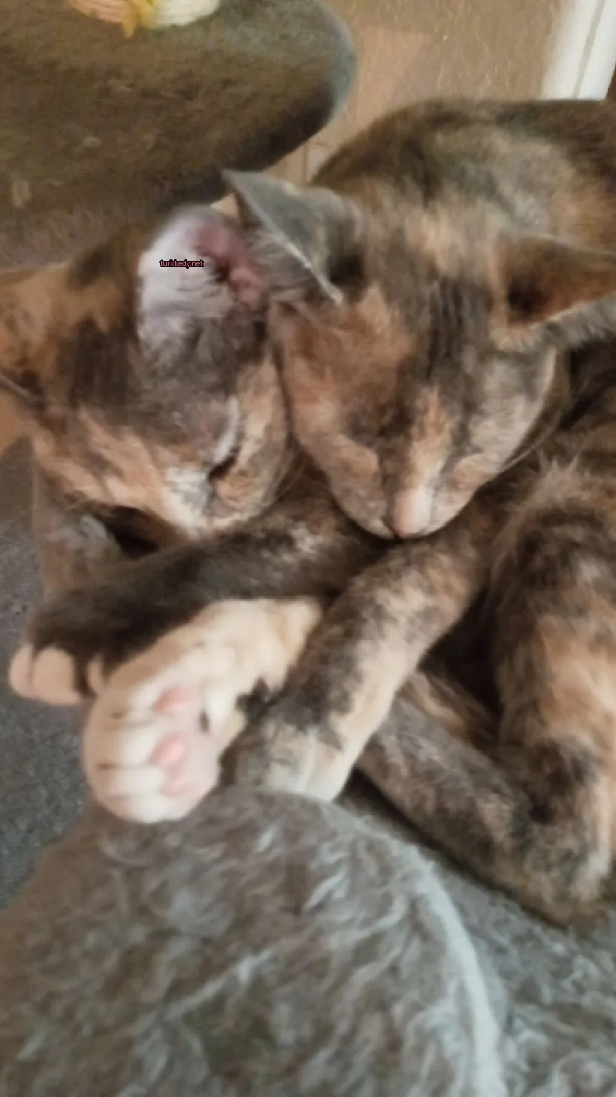 İki kedi bir minderin üzerinde yan yana uzanmış.