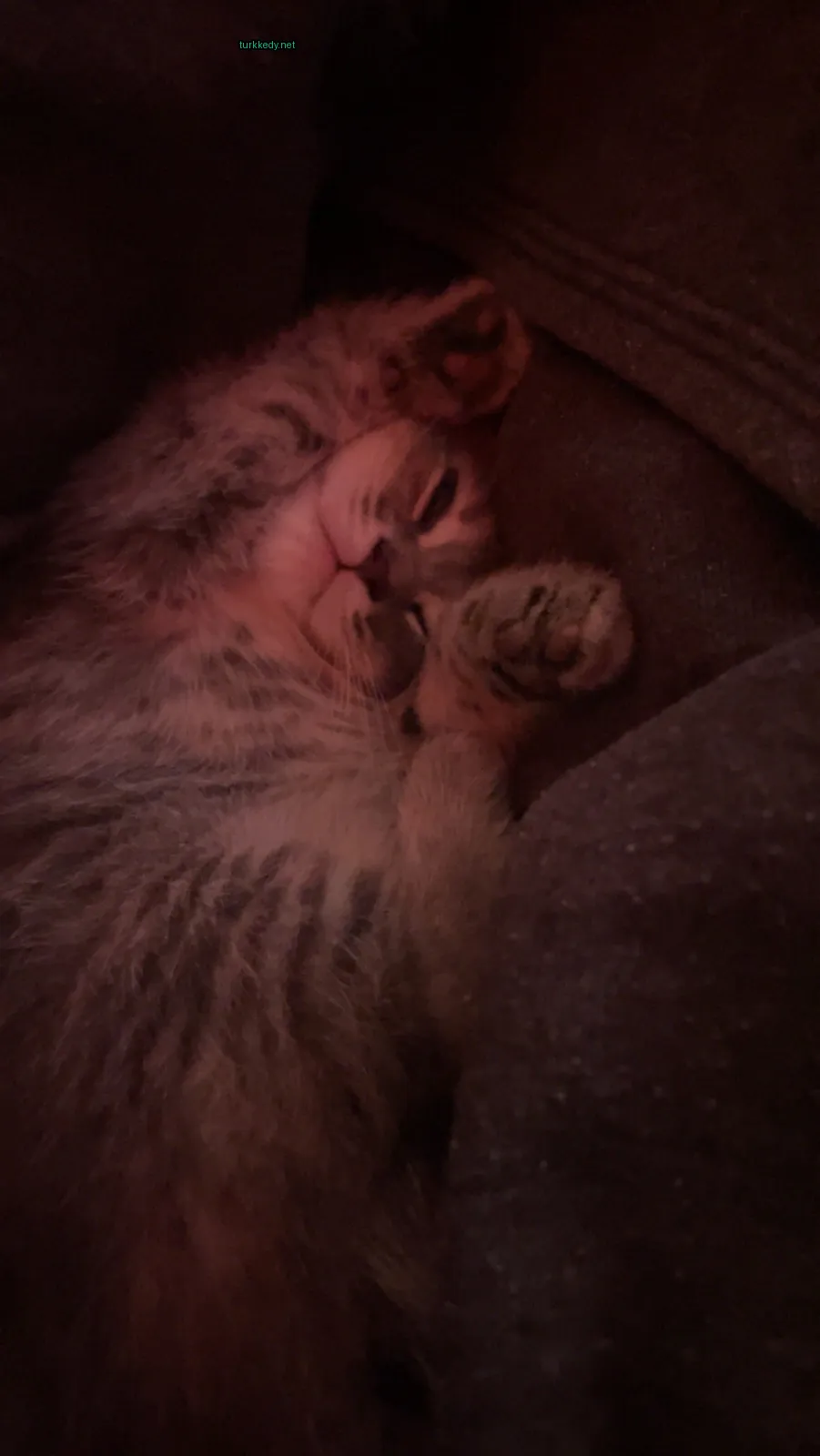 Gri ve beyaz bir kedi yün üzerine sarılmış.