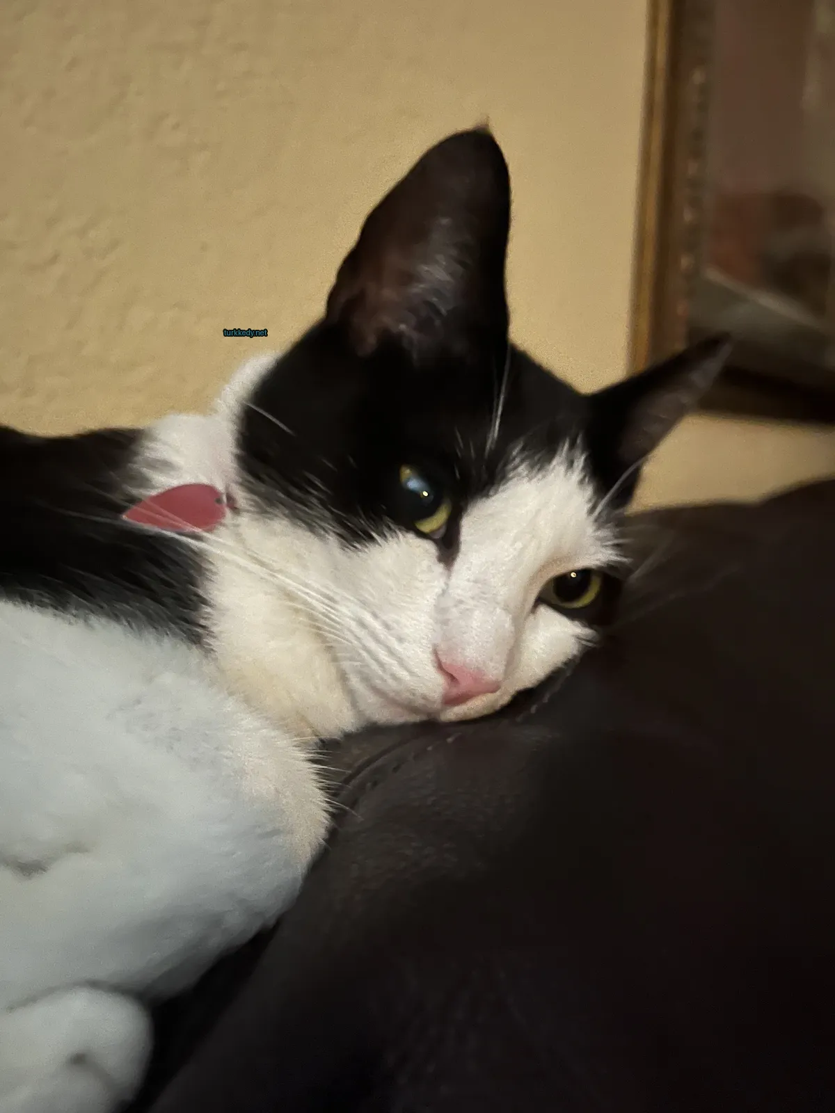 Siyah ve beyaz bir kedi, bir deri koltukta mavi bir kemerle yatıyor.