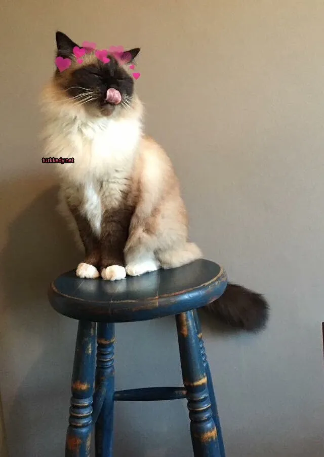 Bir Siyam köpeği dudaklarını yalarken.