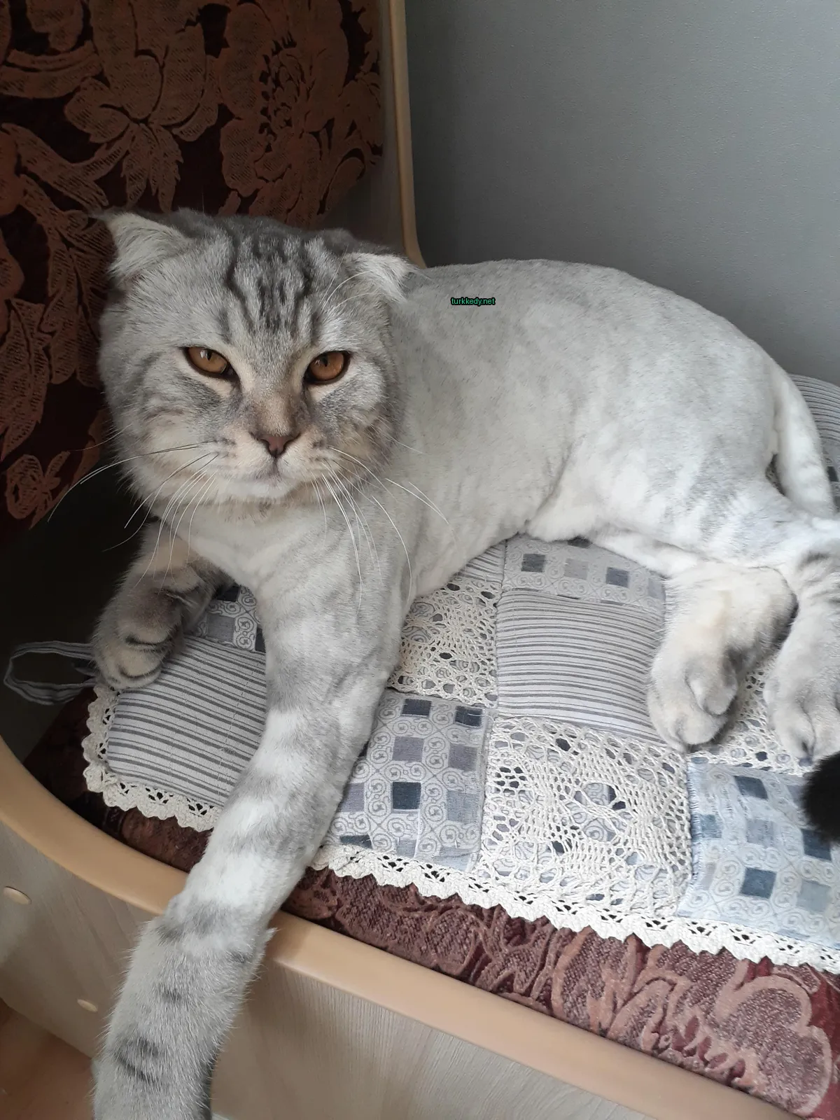 Beyaz bir kedi, gri yüzü ve tüylü burunlarıyla yastıkta yatıyor.
