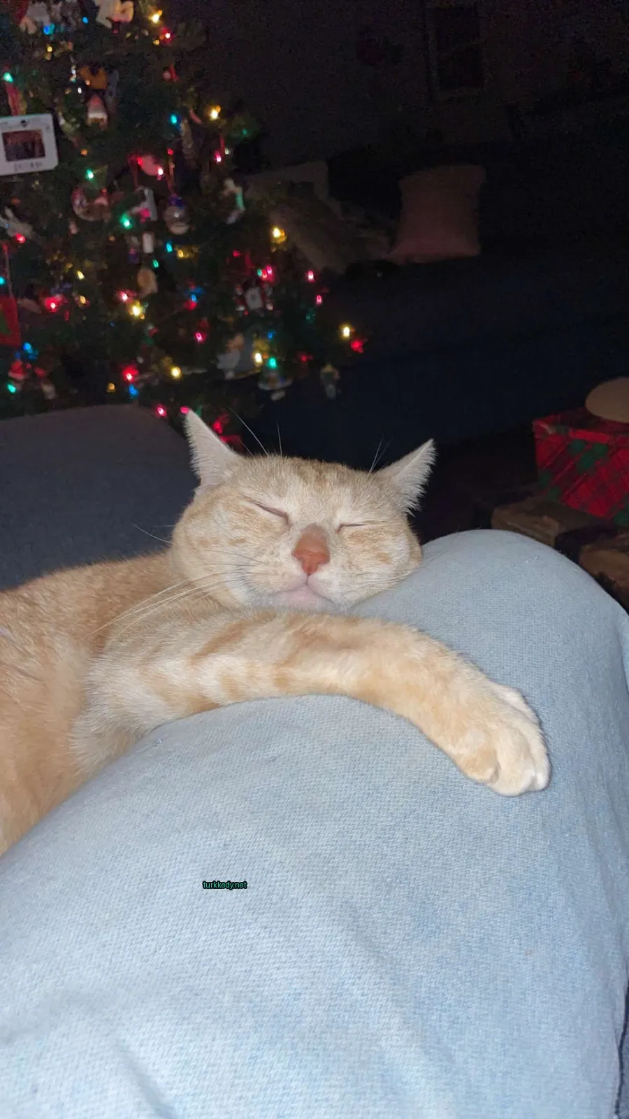 Sarı bir kedi, beyaz yüzü ve kahverengi kulakları ile bir sofa üzerinde yatıyor.