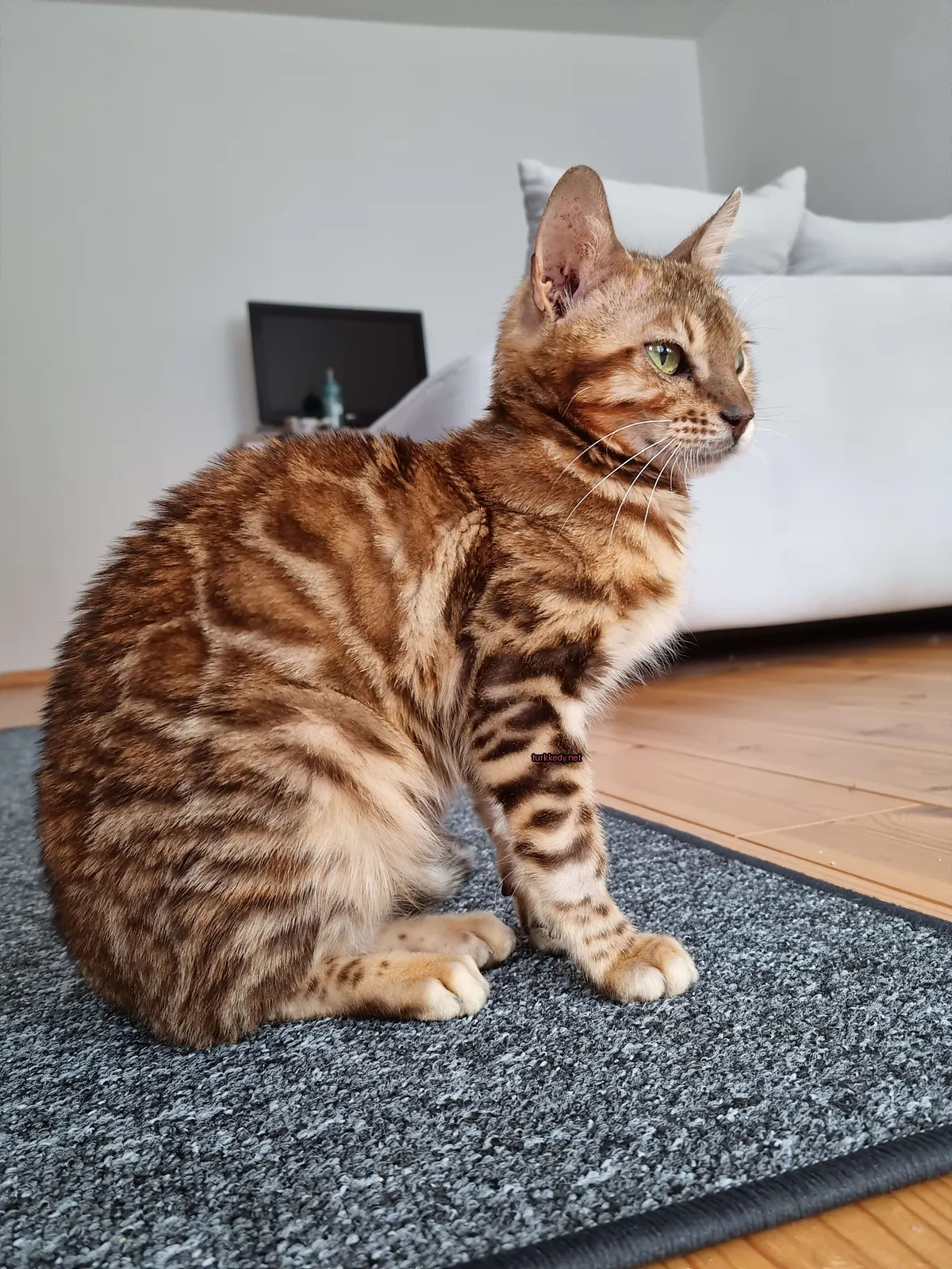 Kahverengi ve beyaz bir kedi bir koltuk önünde bir halı üzerinde oturuyor.