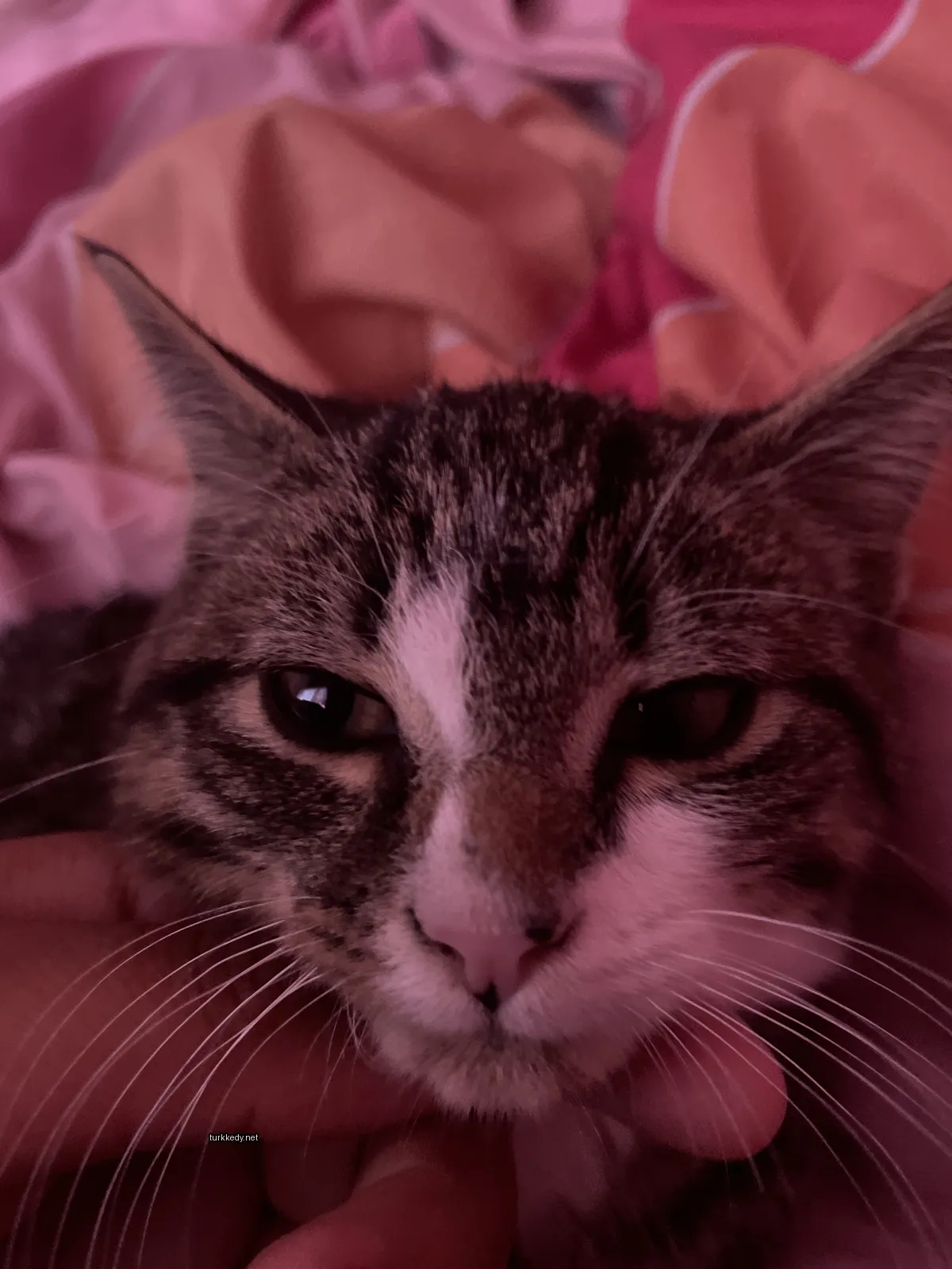 Gri ve beyaz bir kedi, arkasında pembe bir battaniyenin önünde.
