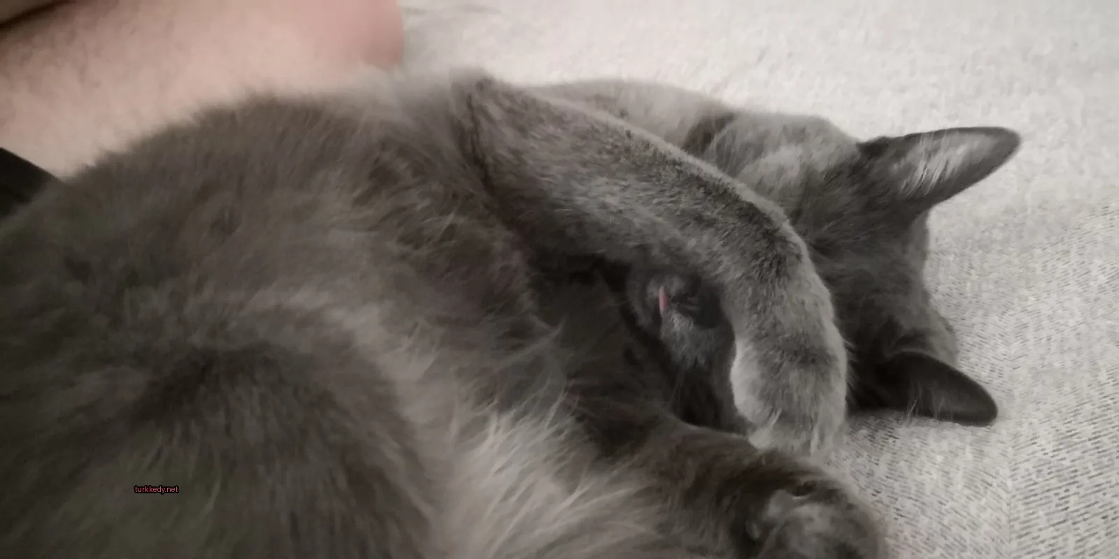 Gri bir kedi beyaz bir ayak ve pembe bir burnuyla beyaz bir yüzeyde yatıyor.