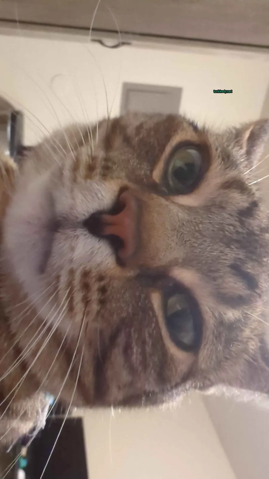 Koyu kahverengi ve beyaz bir kedi, pink bir burun ve yeşil gözler.