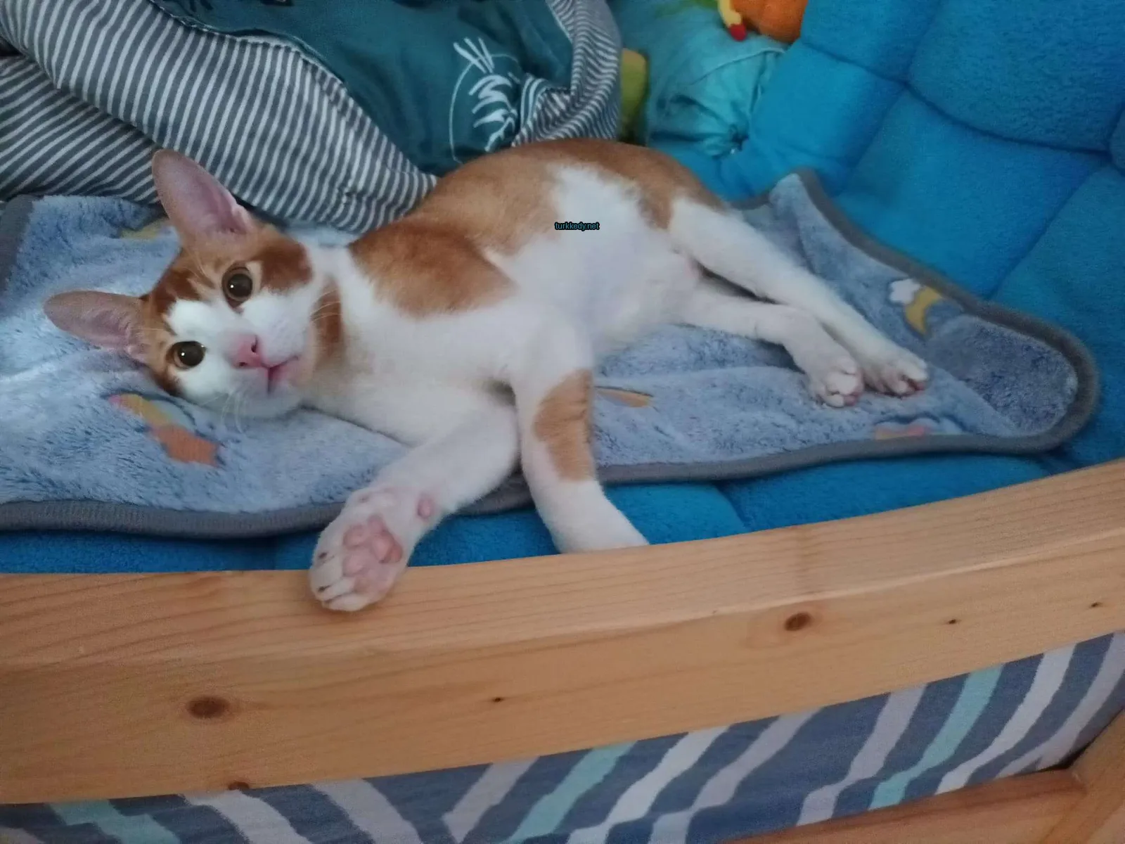 Koyu ve beyaz bir kedi yatakta yatıyor.