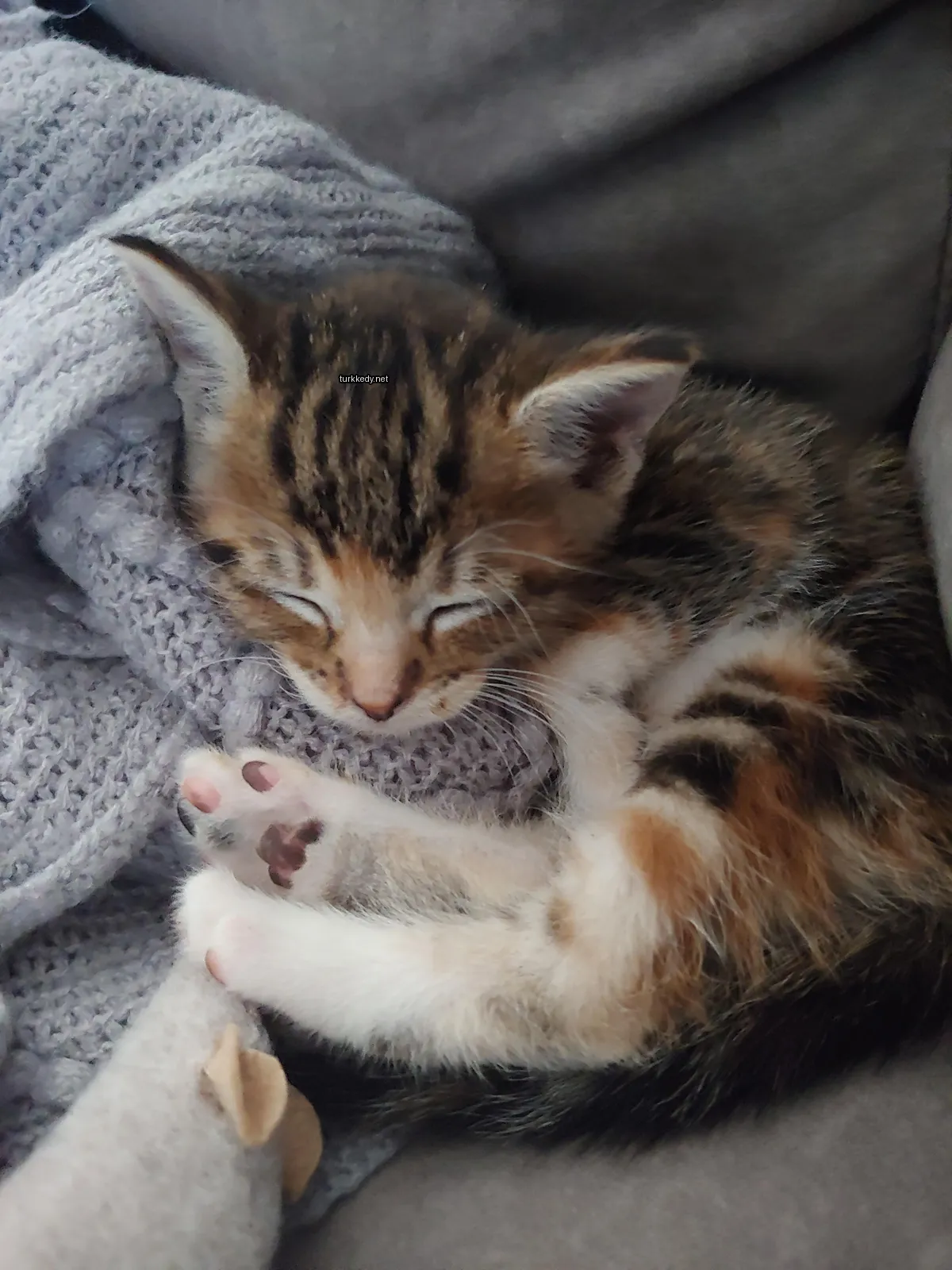 Bir küçük kedi, bir çarşaf üzerinde bir damalı desenli bir kedi uyuyor.