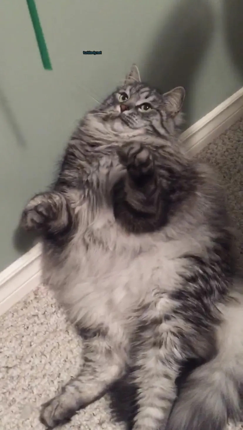 Gri ve beyaz bir kedi, gri ve beyaz bir kedi, zemine yatıyor.
