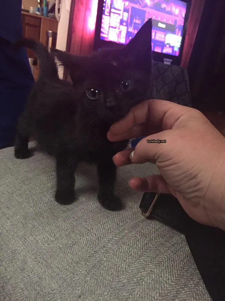Siyah bir kedi, beyaz göğüsleriyle bir insana tutuluyor.